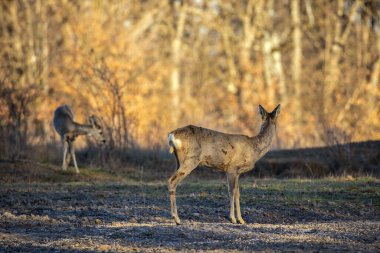 Meşe ormanındaki Roe geyik grubu.