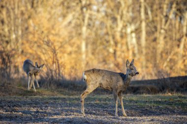 Meşe ormanındaki Roe geyik grubu.