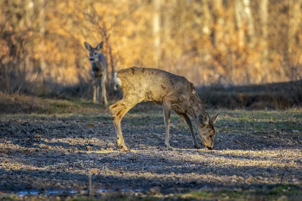 Groupe Chevreuils Dans Forêt Chênes — Photo