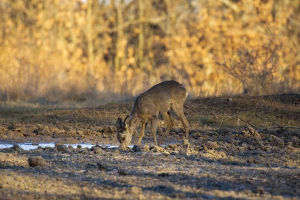 Chevreuil Dans Forêt Début Printemps — Photo