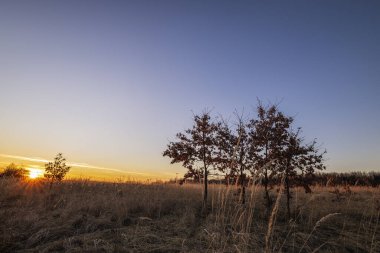 Bitki ve ağaçlarla dolu bir tarlada güzel bir gün batımı