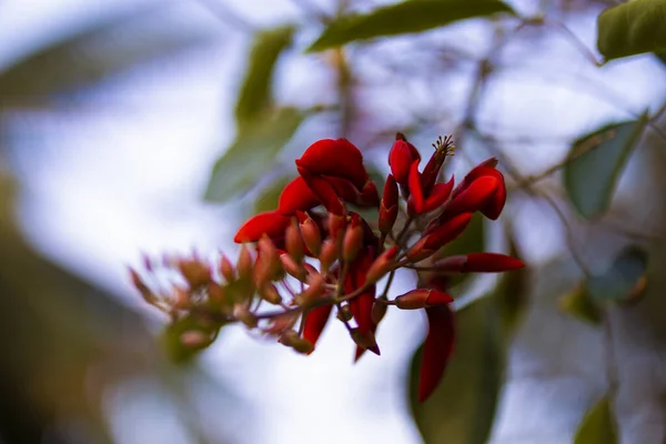 Planta Con Flores Tropicales Erythrina Crist Galli Nombre Común Coral — Foto de Stock