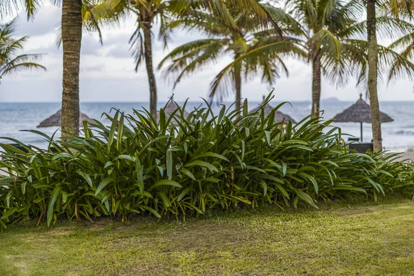 Tropical Lush Vegetation Island Vietnam China Sea — Stock Photo, Image