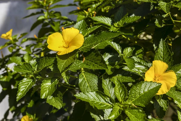 Hibiscus Kuning Dengan Daun Hijau — Stok Foto