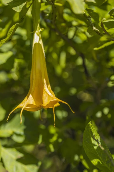 Yellow Trumpet Flower Loudspeaker Flower Datura Flowers Garden — Stock Photo, Image