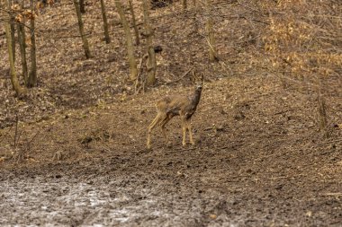 Meşe ormanındaki Roe geyik grubu.
