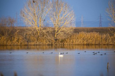 Baharın başında gölde kuğular