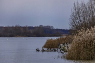 Göldeki kuş çeşitliliği