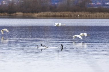 Göldeki kuş çeşitliliği