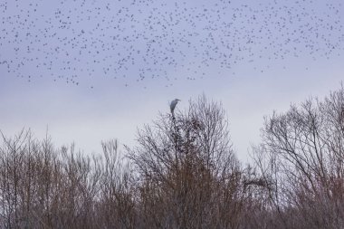 Büyük balıkçıl (Ardea alba) ağaçtaki bir dala tünemiş.