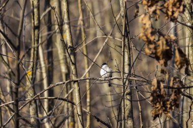 Grey tit (Melaniparus afer) perched on a twig