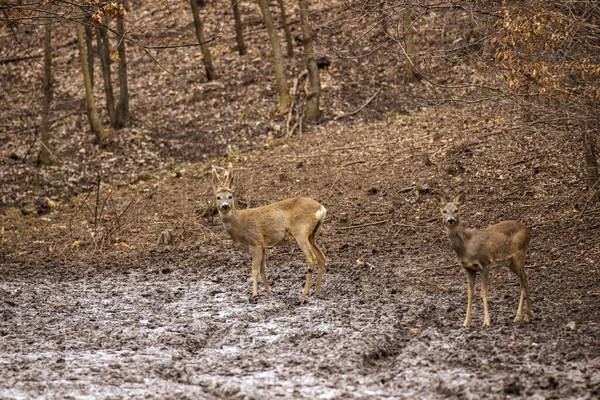 Groupe Chevreuils Dans Forêt Chênes — Photo