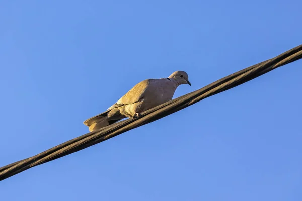 Ringdove Fio Alta Tensão — Fotografia de Stock