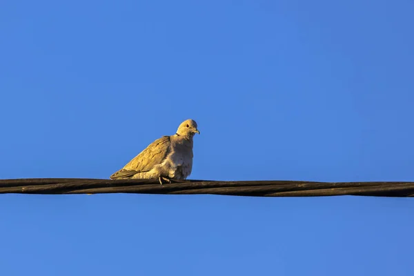 高電圧線に輪鳩 — ストック写真