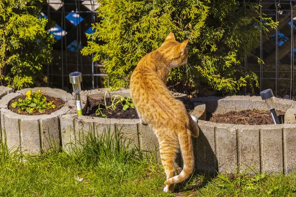 Gatto Rosso Caccia Prede — Foto Stock