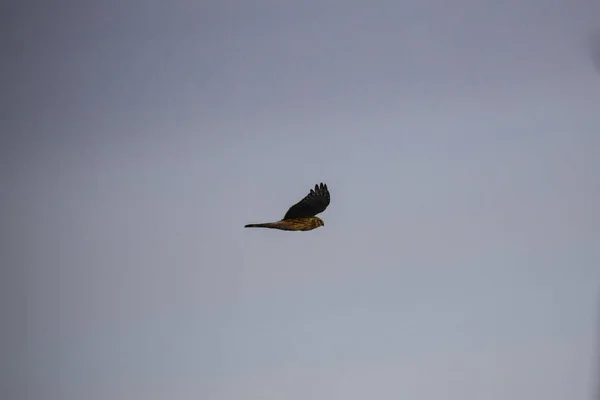 Hawk Flies Blue Sky — Stock Photo, Image