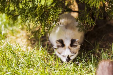 İlkbaharda yeşillikte Himalaya Pers kedisinin portresi.