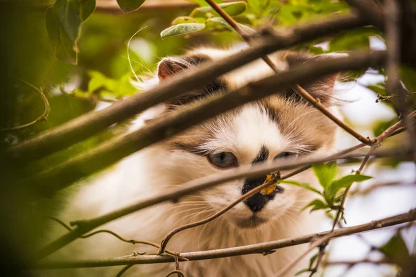 Portrait Chat Persan Himalayen Sur Vert Printemps — Photo