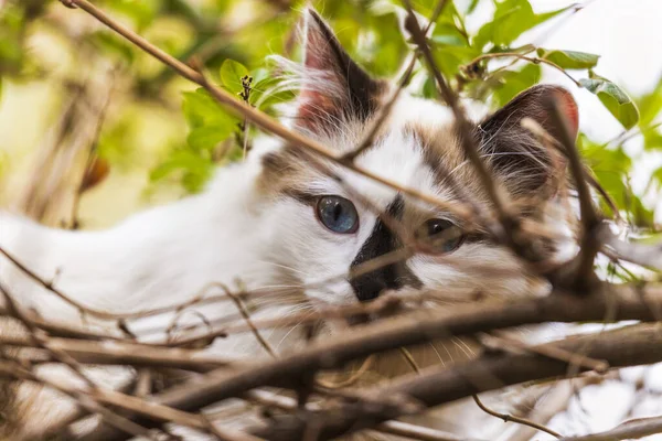 Ritratto Del Gatto Persiano Himalayano Sul Verde Primavera — Foto Stock