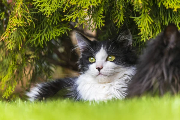 정원에 고양이의 목가적 — 스톡 사진