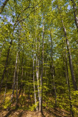 Yeşil ormanda güneş ışığı, bahar zamanı.
