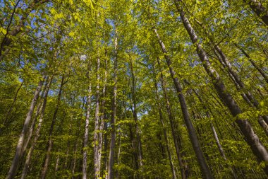 Yeşil ormanda güneş ışığı, bahar zamanı.