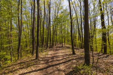 Yeşil ormanda güneş ışığı, bahar zamanı.