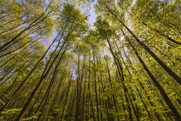 Jaro Letní Slunce Svítí Skrze Korunu Vysokých Stromů — Stock fotografie