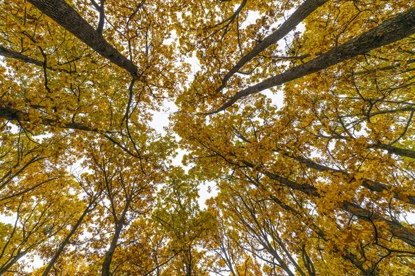 Podzimní Krajina Stromy Lese — Stock fotografie