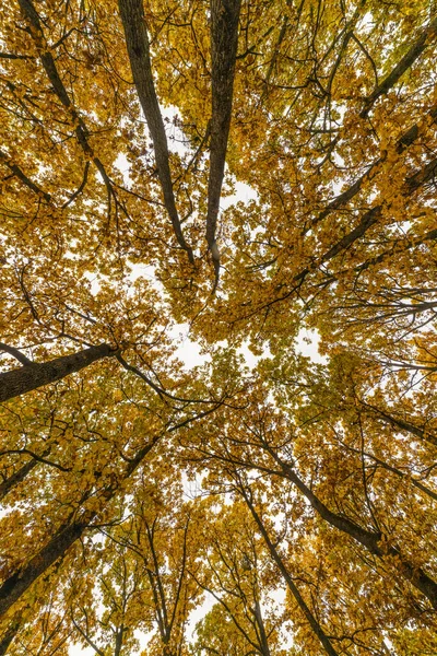 Φθινοπωρινό Τοπίο Δέντρα Στο Δάσος — Φωτογραφία Αρχείου