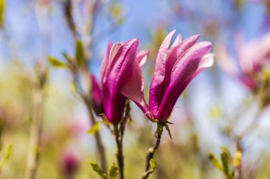 Magnolia çiçeği Magnolia ağacındaki bulanık Magnolia çiçeklerinin arka planında çiçek açar.