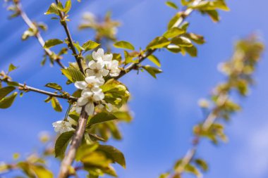 Bulanık arka planda dalda birçok beyaz çiçek açar. Tatlı kirazlı taze çiçekler veya Prunus avium