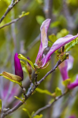 Magnolia çiçeği Magnolia ağacındaki bulanık Magnolia çiçeklerinin arka planında çiçek açar.