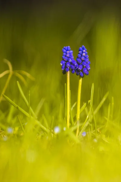 Niebieskie Kwiaty Muscari Lub Mysie Pąki Hiacynt Liście Łuk Żmii — Zdjęcie stockowe