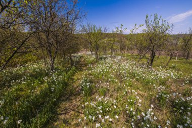 Kırsaldaki çiçek tarlasında yalnız bir yol.