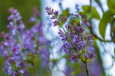 Şırınga vulgarisi (leylak veya leylak), Oleaceae familyasından bir çiçek türü.