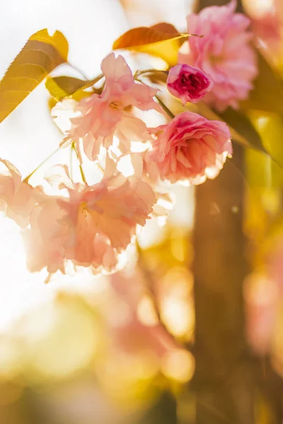 Branch Prunus Kanzan Cherry Pink Double Flowers Red Leaves — Stock Photo, Image