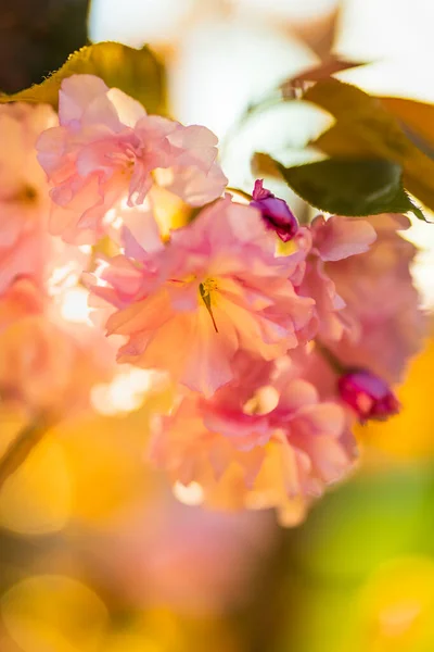 Branche Prunus Kanzan Cerise Fleurs Doubles Roses Feuilles Rouges — Photo