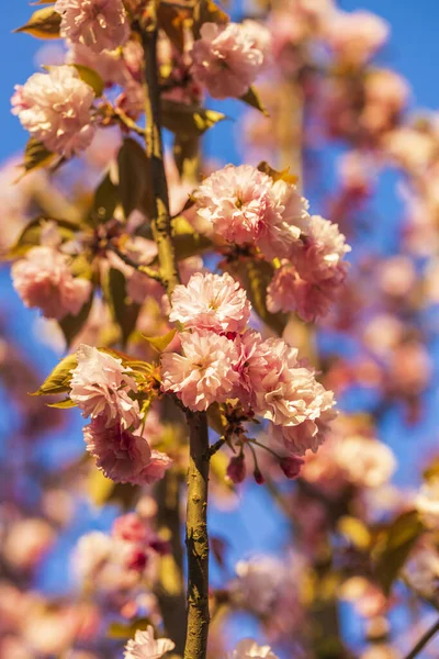 Pembe çifte çiçekli ve kırmızı yapraklı Prunus Kanzan kirazı dalı.,