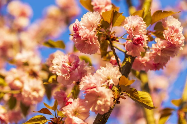 Prunus Kanzan Cseresznye Rózsaszín Dupla Virágokkal Vörös Levelekkel — Stock Fotó