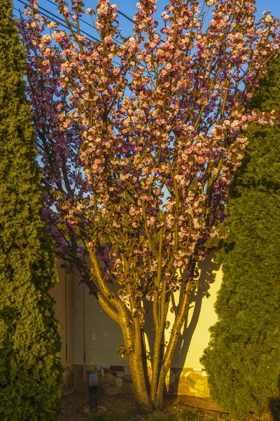 Prunus Kanzan Cseresznye Rózsaszín Dupla Virágokkal Vörös Levelekkel — Stock Fotó