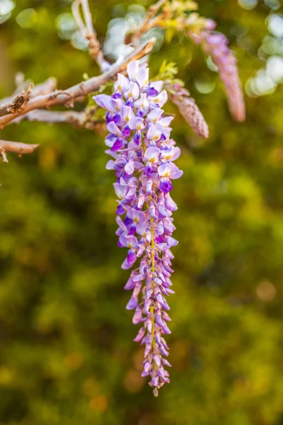 Purple Wisteria Flowers Spring — Stock Photo, Image