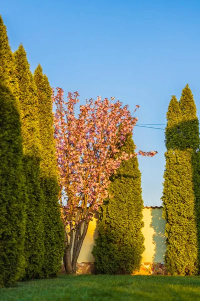Ramo Prunus Kanzan Ciliegia Con Fiori Doppi Rosa Foglie Rosse — Foto Stock