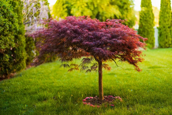 Follaje Rojo Del Laceleaf Llorón Arce Japonés Acer Palmatum Jardín —  Fotos de Stock