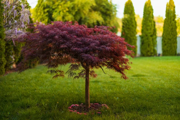 Feuillage Rouge Érable Japonais Laceleaf Pleureur Acer Palmatum Dans Jardin — Photo