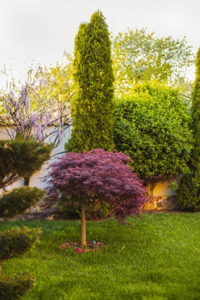 Feuillage Rouge Érable Japonais Laceleaf Pleureur Acer Palmatum Dans Jardin — Photo