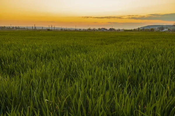 Gün Batımında Tarlada Yeşil Buğday Görüntüsü — Stok fotoğraf