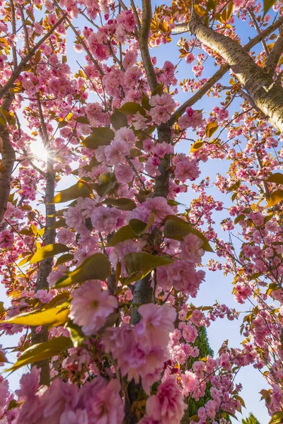 Prunus Kanzan Cseresznye Rózsaszín Dupla Virágokkal Vörös Levelekkel — Stock Fotó