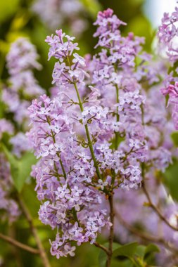 Şırınga vulgarisi (leylak veya leylak), Oleaceae familyasından bir çiçek türü.