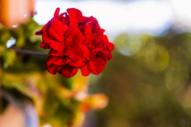 Bahçedeki kırmızı Pelargonium. Yaz bahçesinde kırmızı sardunya çiçekleri. Parlak pelargonyum